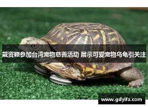 戴资颖参加台湾宠物慈善活动 展示可爱宠物乌龟引关注